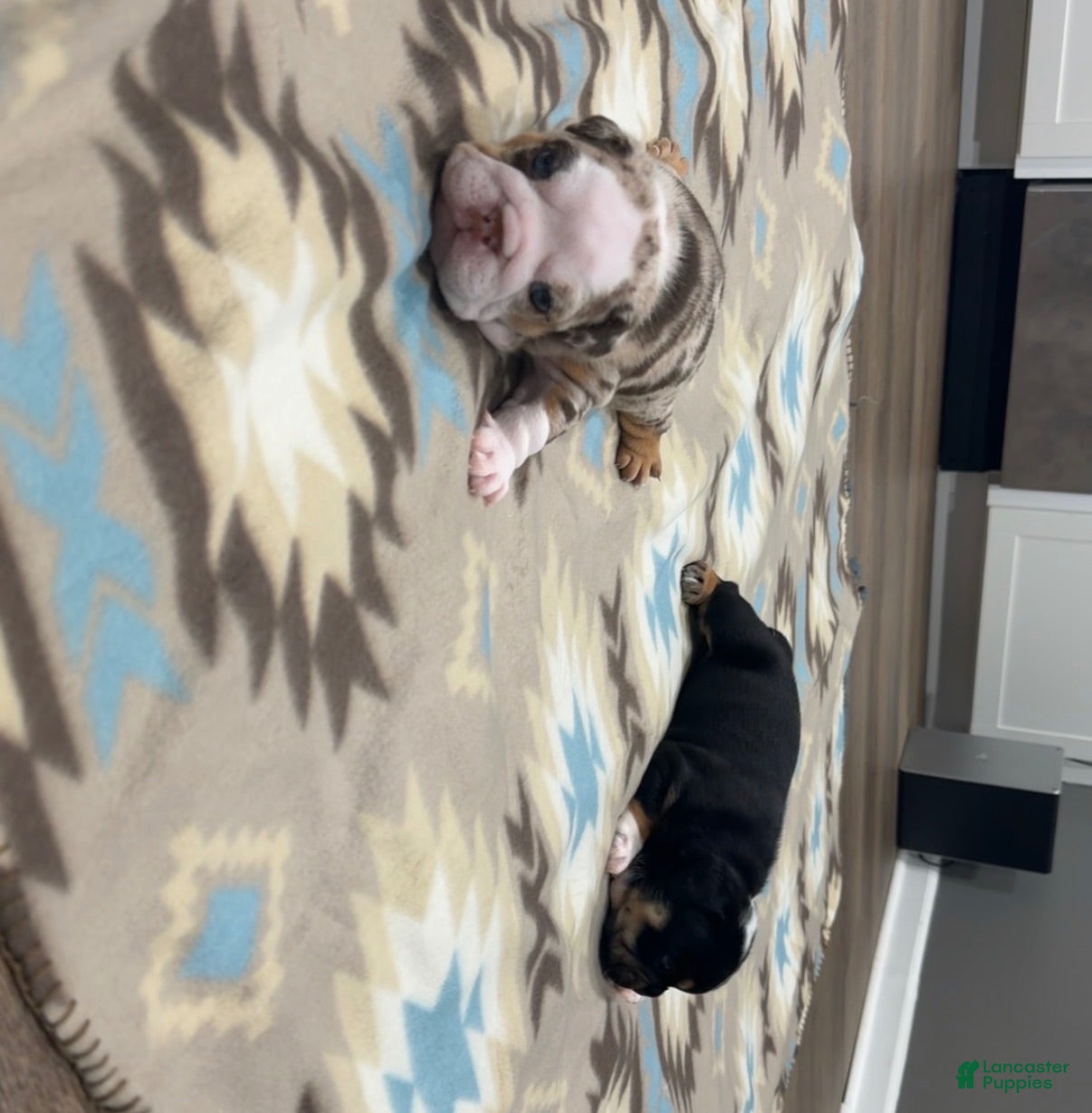 English Bulldog dogs Female Merle Chocolate Tri - Ad 2