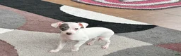 Italian Greyhound dogs for sale: Sharon - Ad 3