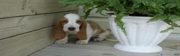Basset Hound dogs for sale: Leo - Ad 4