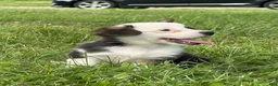 Welsh Corgi Pembroke dogs for sale: Welsh Corgi Pembroke 3 - Ad 4