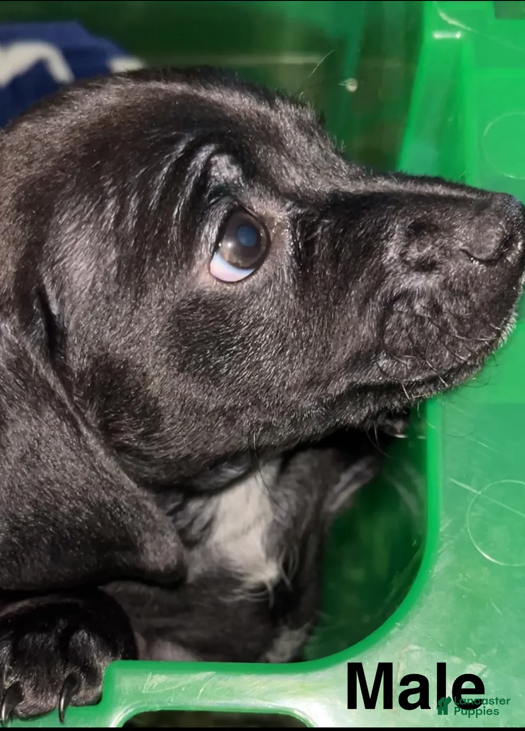 Dachshund dogs for sale: Mini Dachshund Puppy 3 - Ad 1