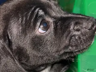 Dachshund dogs for sale: Mini Dachshund Puppy 3 - Ad 2