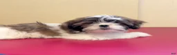 Shih Tzu dogs for sale: Nutmeg - Ad 7