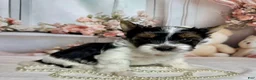 Biewer Terrier dogs for sale: Harley  - Ad 2