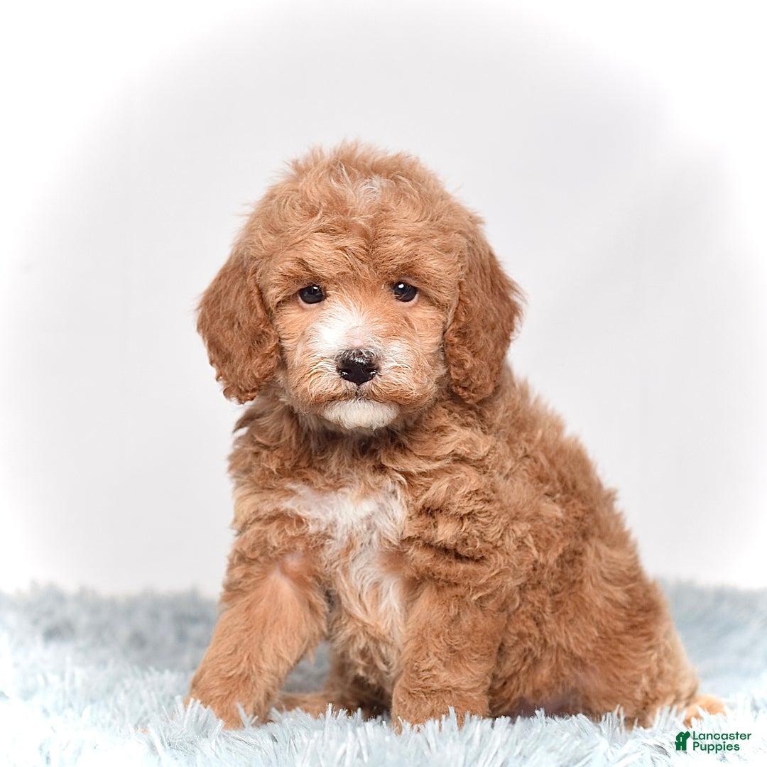 Mini Goldendoodle dogs for sale: Ms. Piper - Ad 2