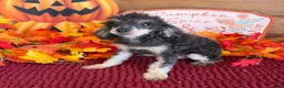 Toy Poodle dogs for sale: Playboy - Ad 2