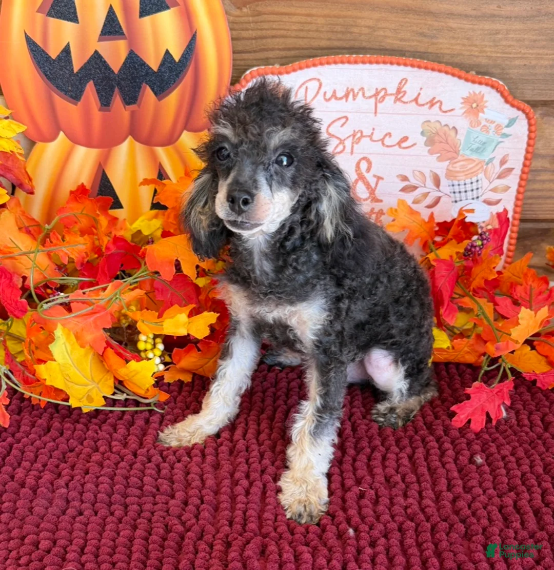 Toy Poodle dogs for sale: Playboy - Ad 2