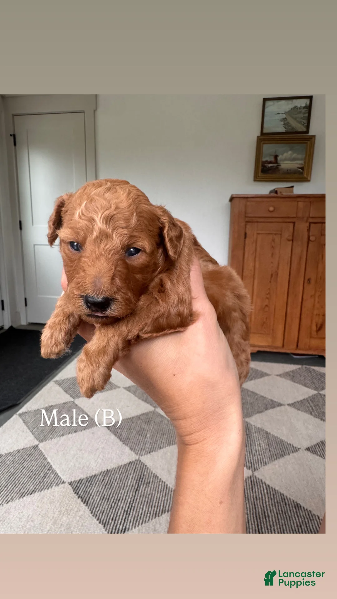 Mini Goldendoodle dogs for sale: Mini Goldendoodle Puppy 2 - Ad 1