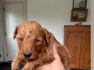 Mini Goldendoodle dogs for sale: Mini Goldendoodle Puppy 2 - Ad 1