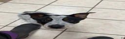 Australian Cattle Dog dogs for sale: Puppy 10 - Ad 3