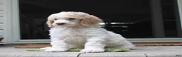Standard Poodle dogs for sale: Pebble AKC Standard Poodle - Ad 18