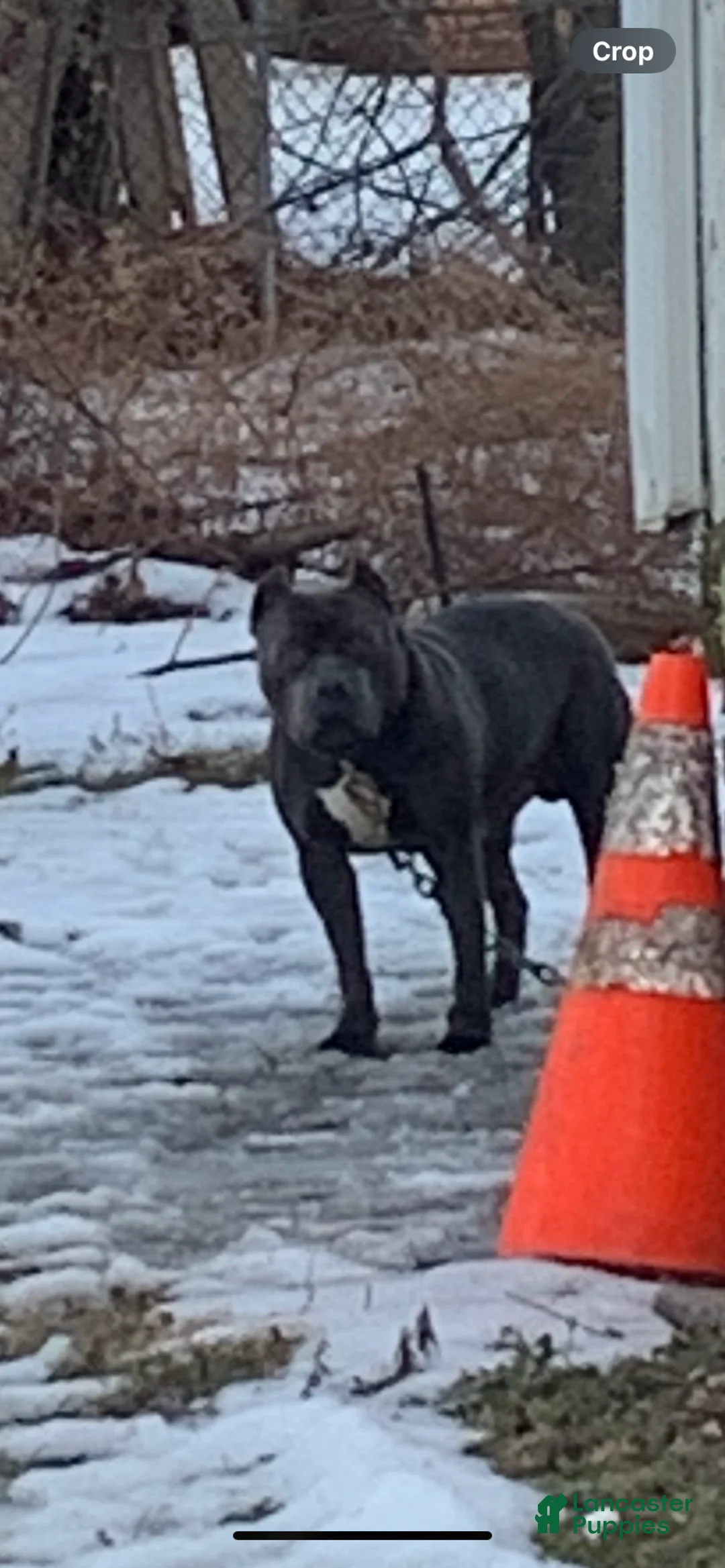 American Bully dogs for stud: Woody - Ad 1