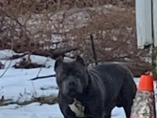 American Bully dogs Woody - Ad 4