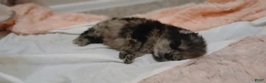 Pomeranian 2