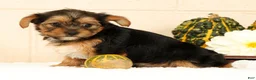Yorkshire Terrier dogs for sale: Olive - Ad 6