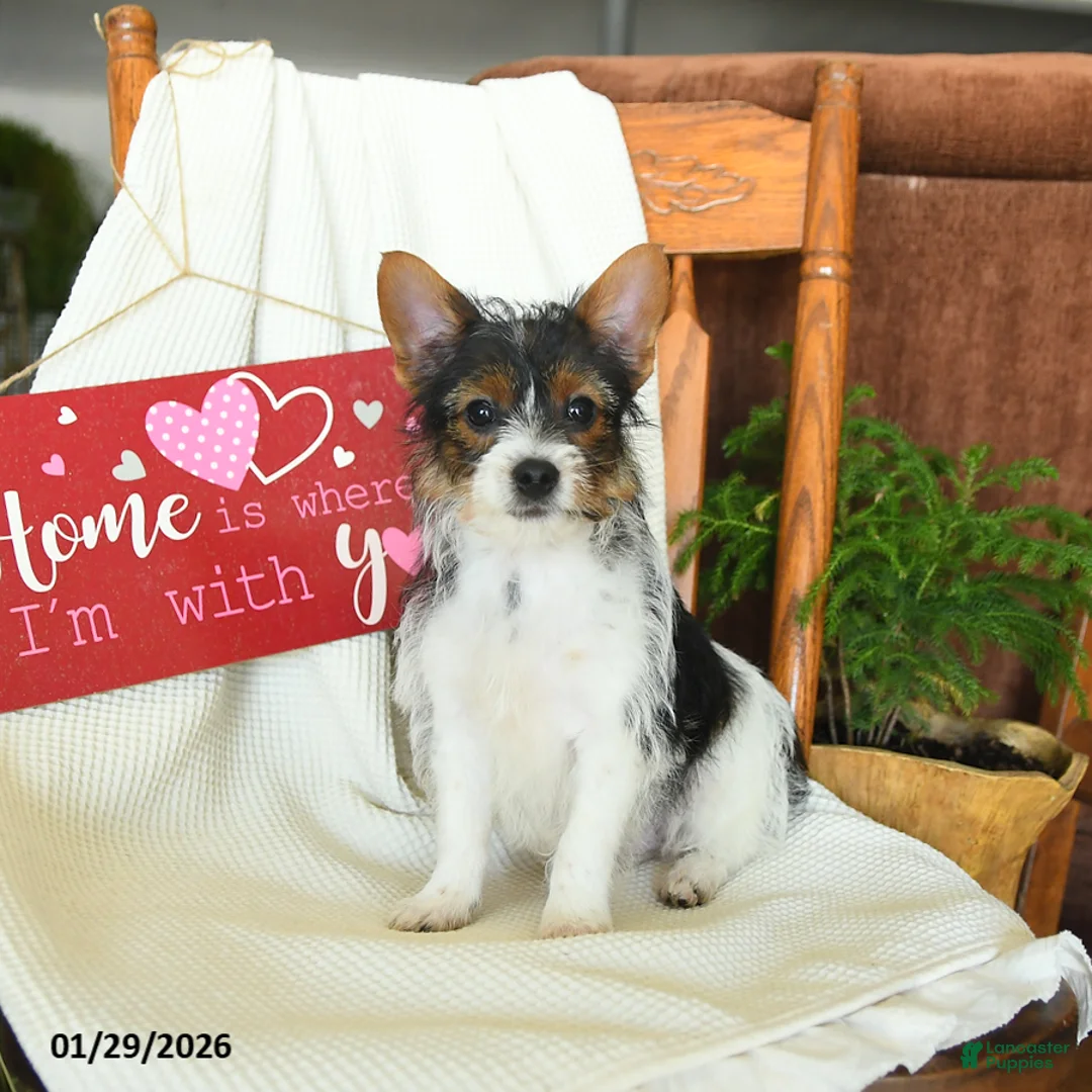 Yorkiepoo dogs for sale: Bear - Ad 2