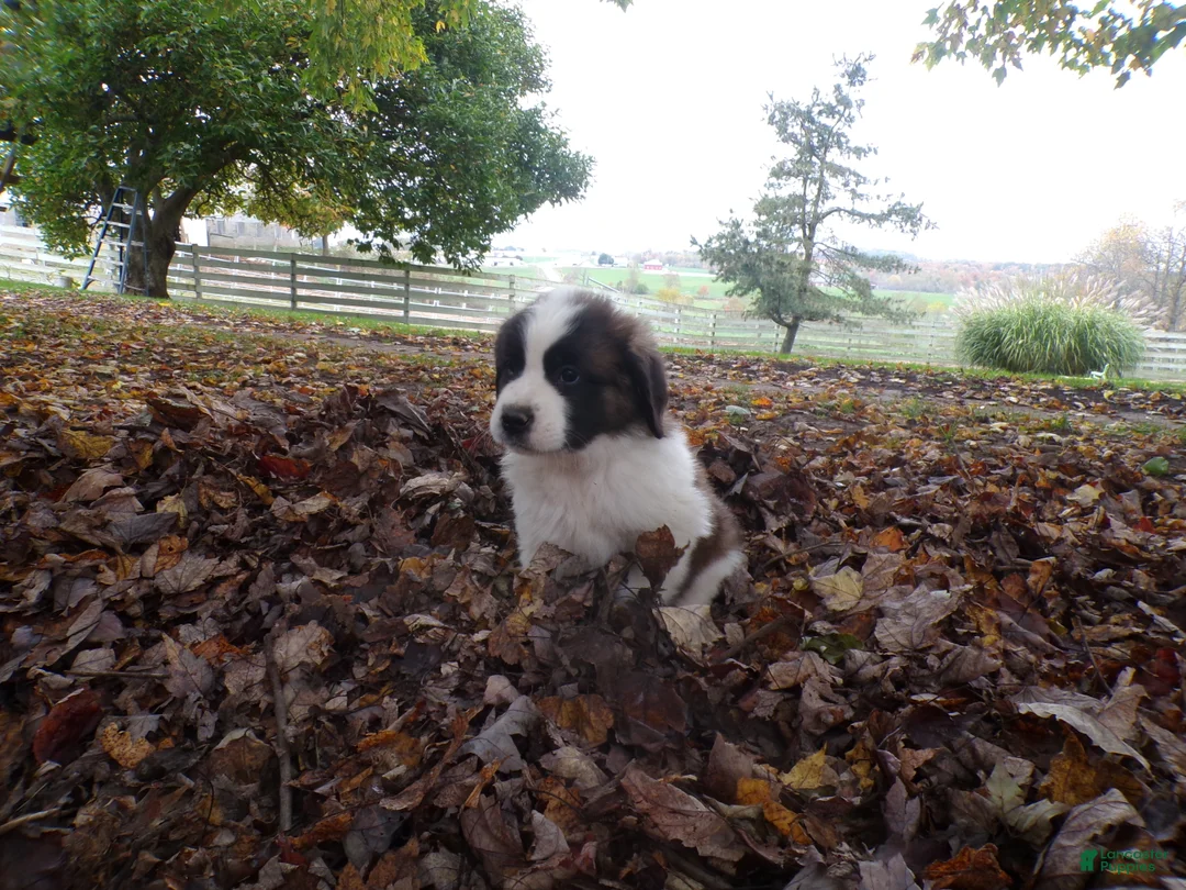 Saint Bernard dogs for sale: Skye - Ad 1