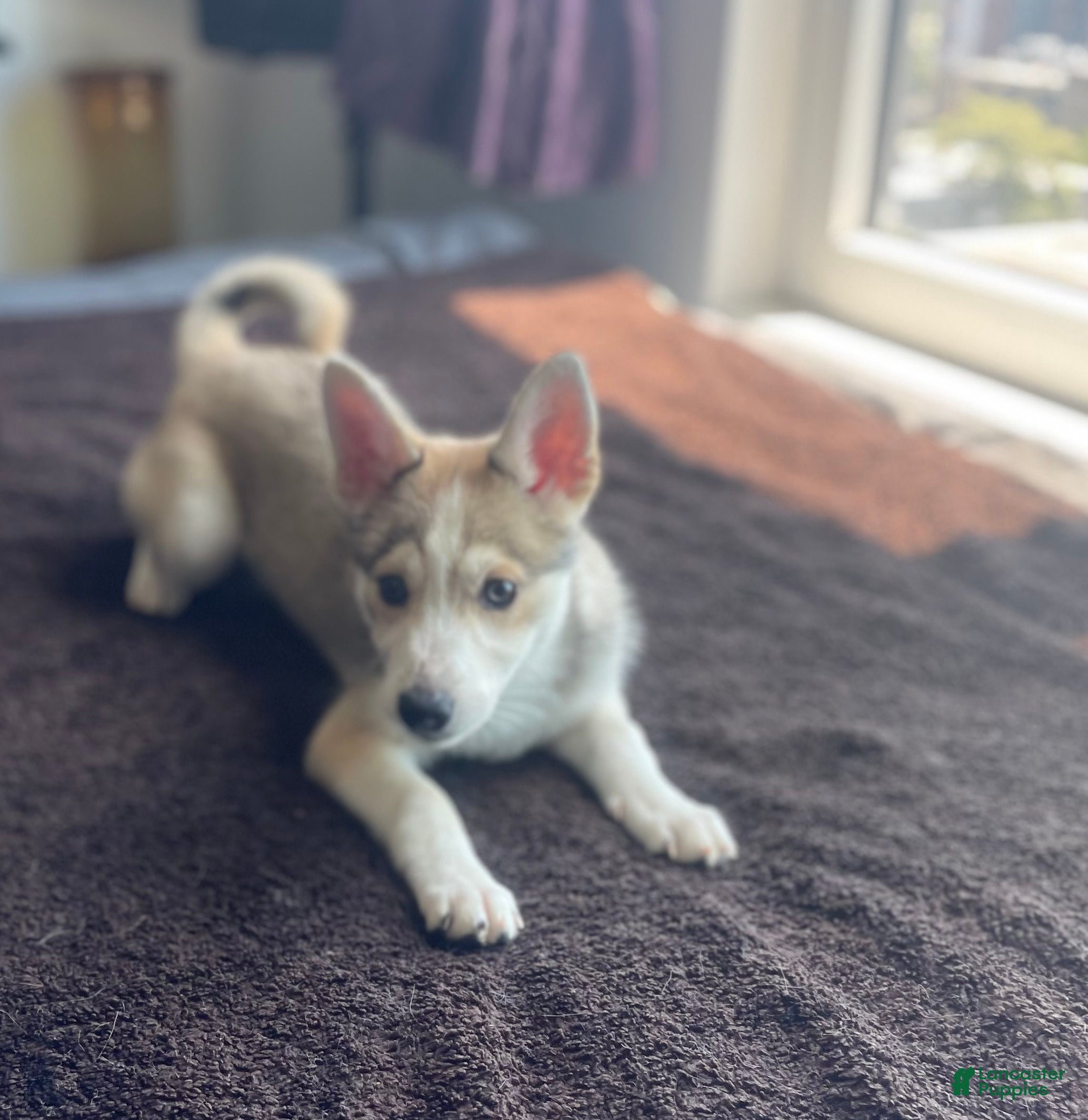 Alaskan Klee Kai dogs Vermithor (The Bronze Fury) - Ad 9