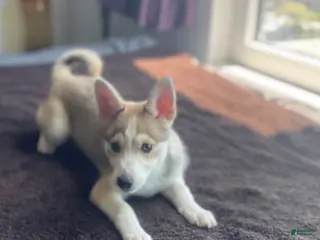 Alaskan Klee Kai dogs Vermithor (The Bronze Fury) - Ad 9