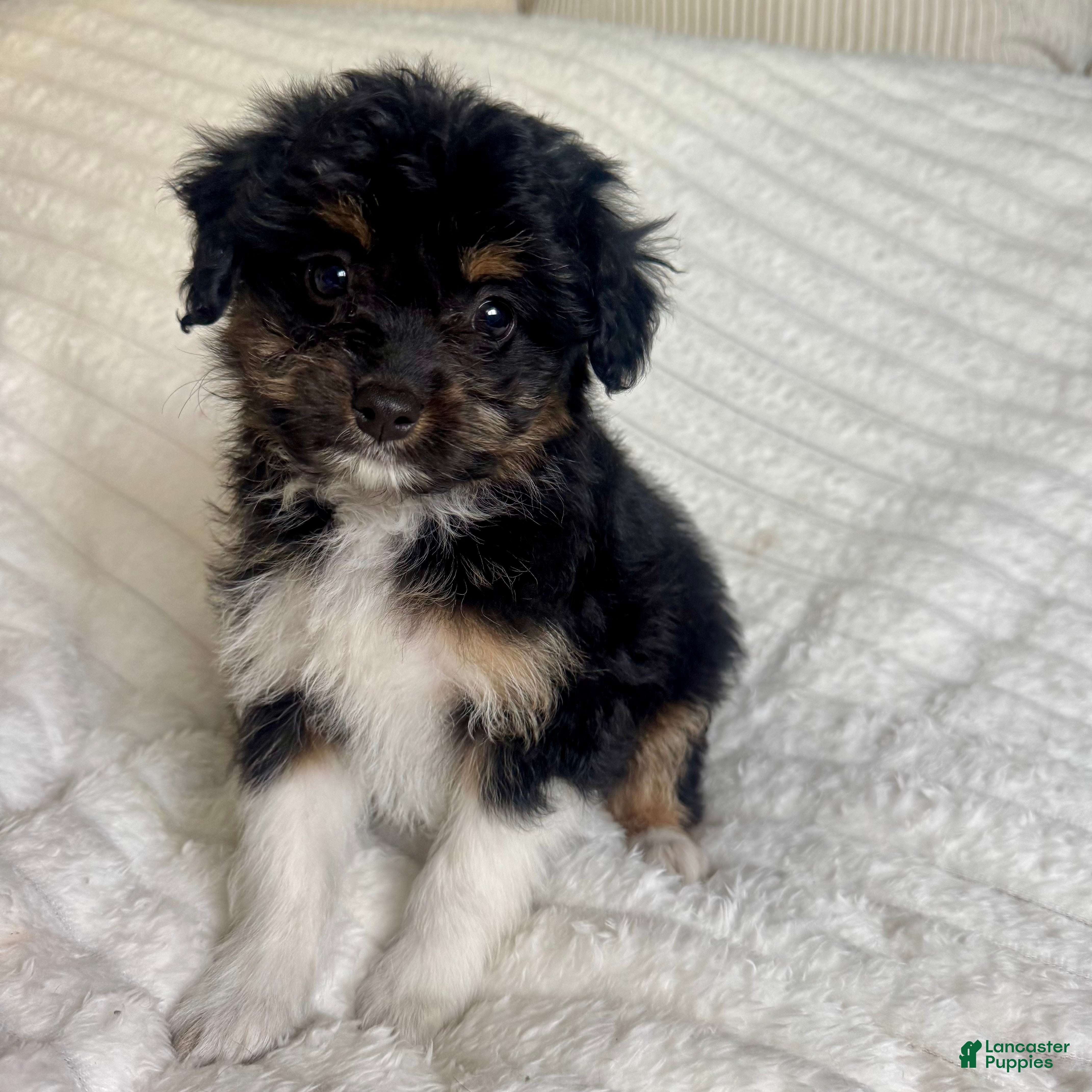 Mixed Breed dogs 1 Bowser  - Ad 25