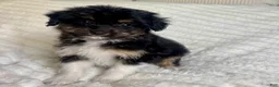 Mixed Breed dogs for sale: 1 Bowser  - Ad 1