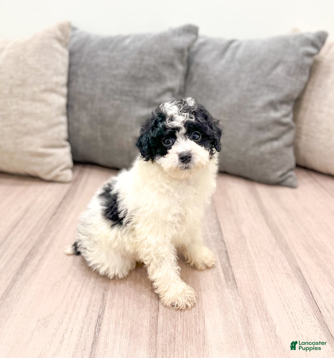 Miniature Poodle dogs for sale: Cookie - Ad 3