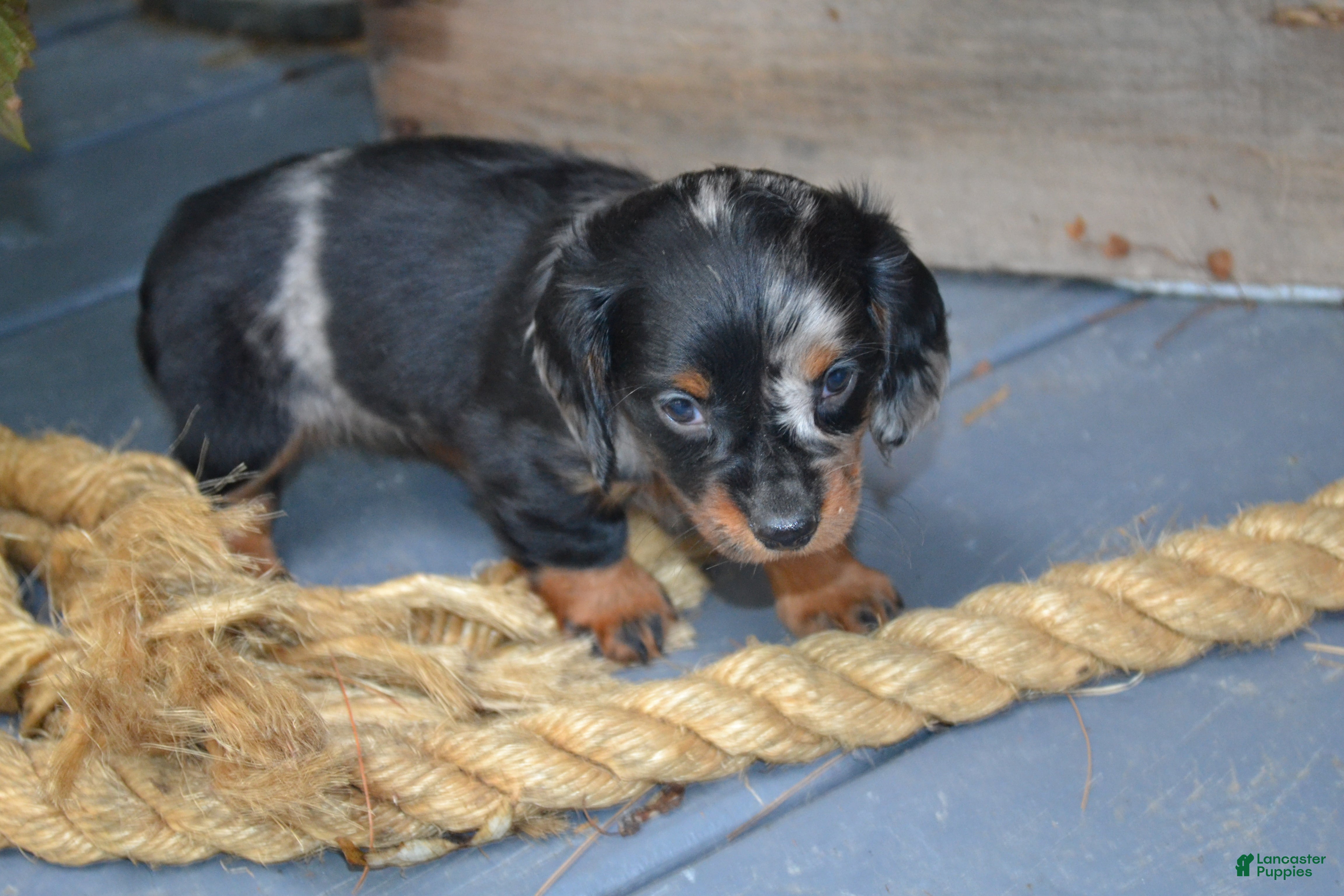 Dachshund dogs Trixie - Ad 1