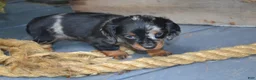 Dachshund dogs for sale: Trixie - Ad 1