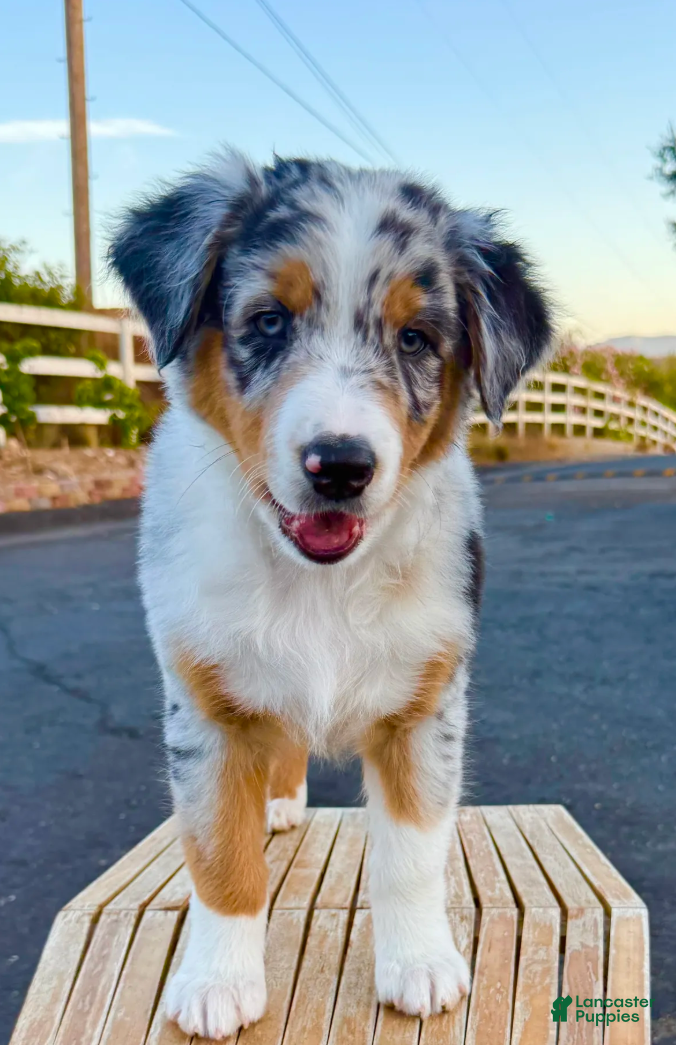 Australian Shepherd dogs Strut - Ad 1