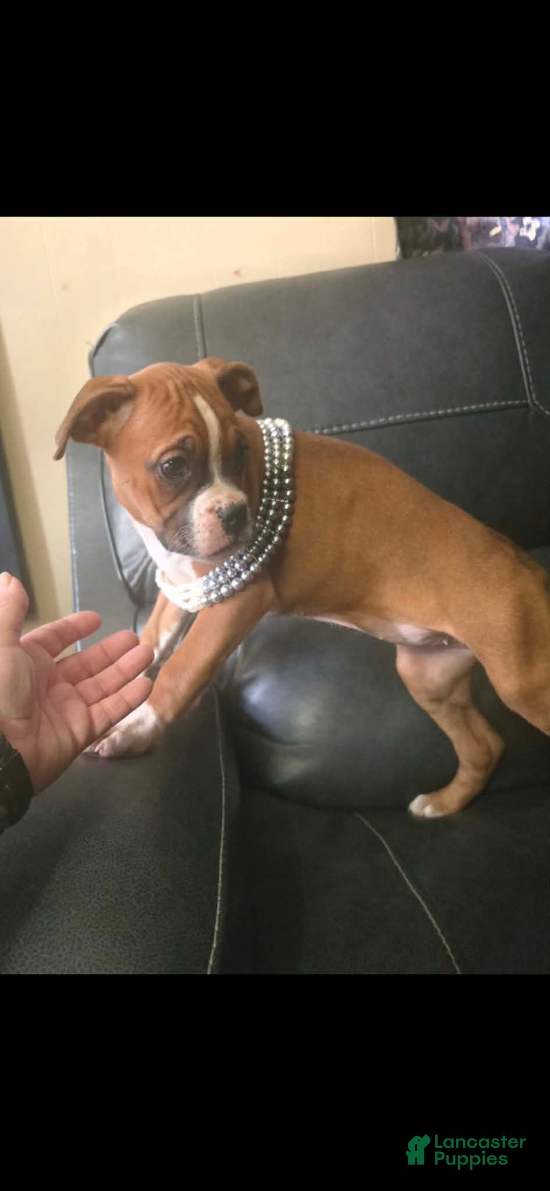 Boxer dogs for sale: Tae - Ad 1