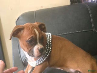 Boxer dogs Tae - Ad 10