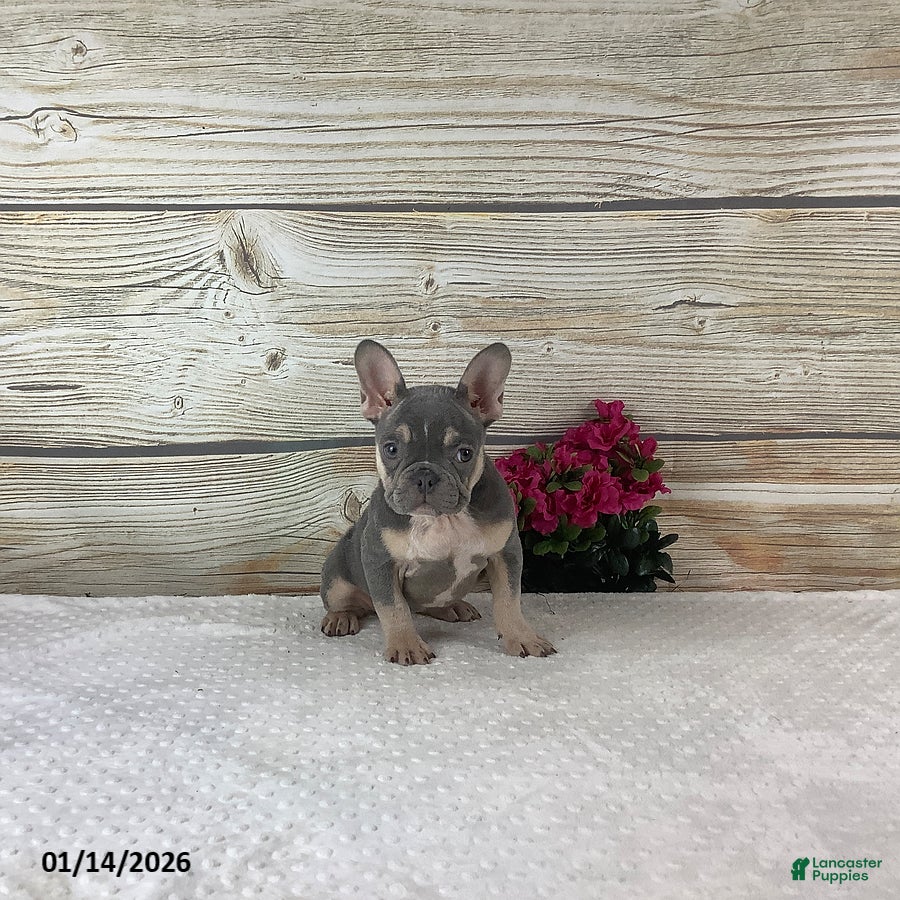 French Bulldog dogs Polly - Ad 31