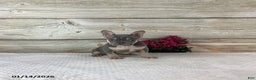 French Bulldog dogs for sale: Polly - Ad 1