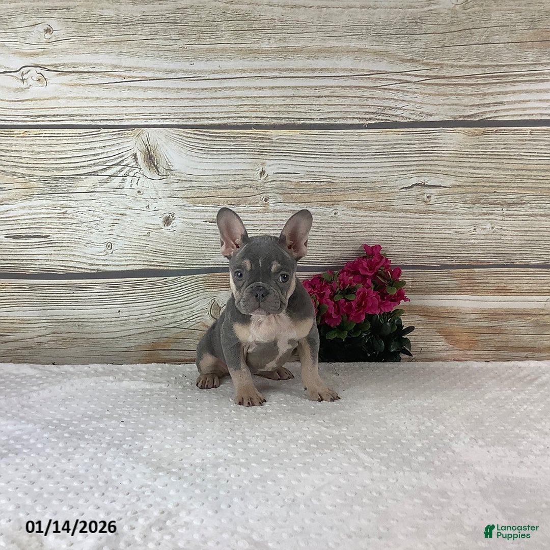 French Bulldog dogs for sale: Polly - Ad 1