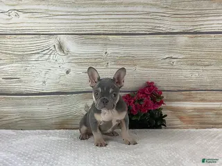 French Bulldog dogs Polly - Ad 28