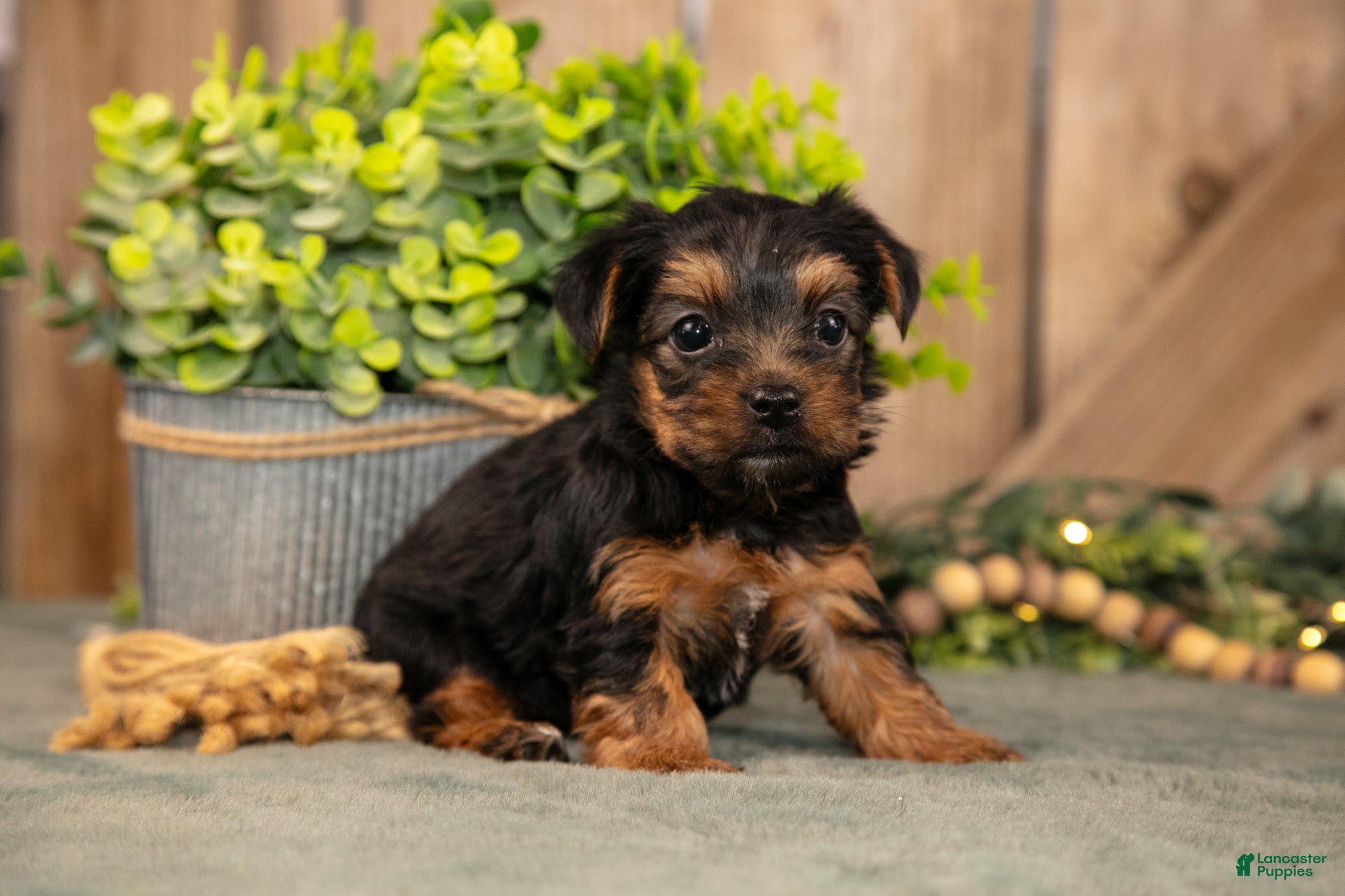 Yorkshire Terrier dogs Freedom - Ad 2