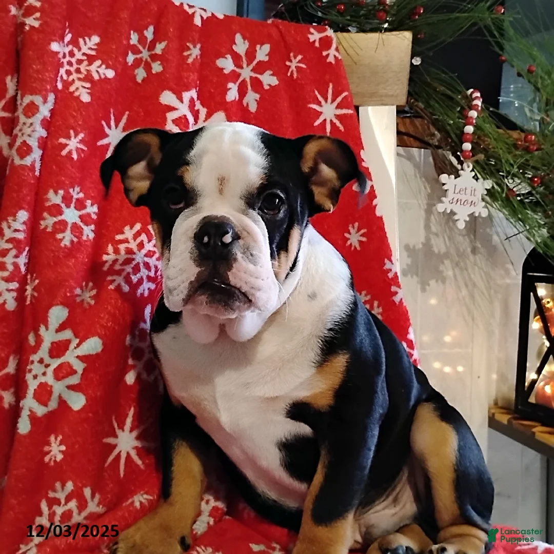 English Bulldog dogs for sale: Reuben - Ad 6