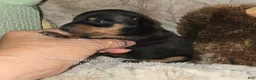 Miniature Pinscher dogs for sale: Clair black tan - Ad 6