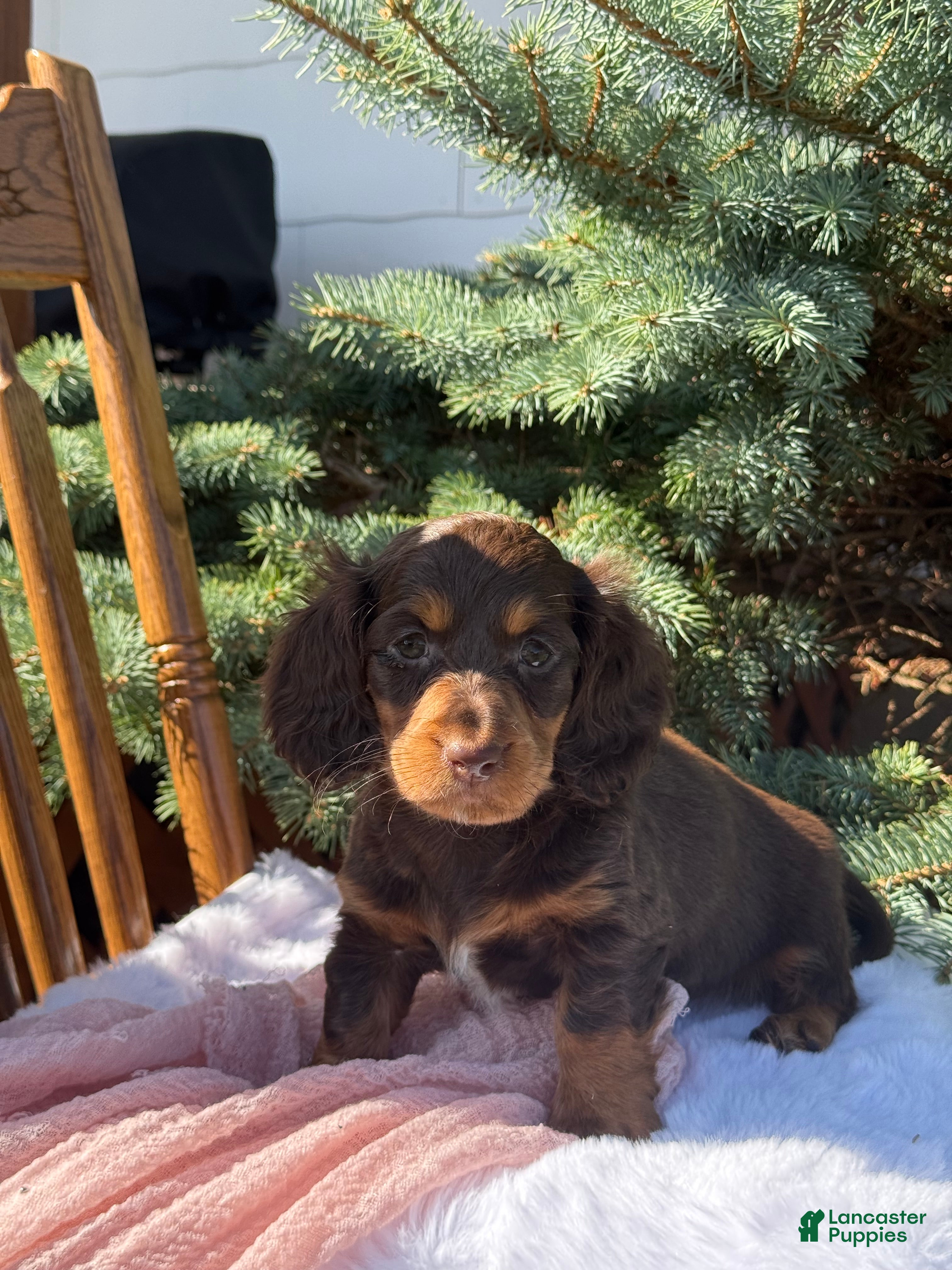 Miniature Dachshund dogs Gracie  - Ad 1