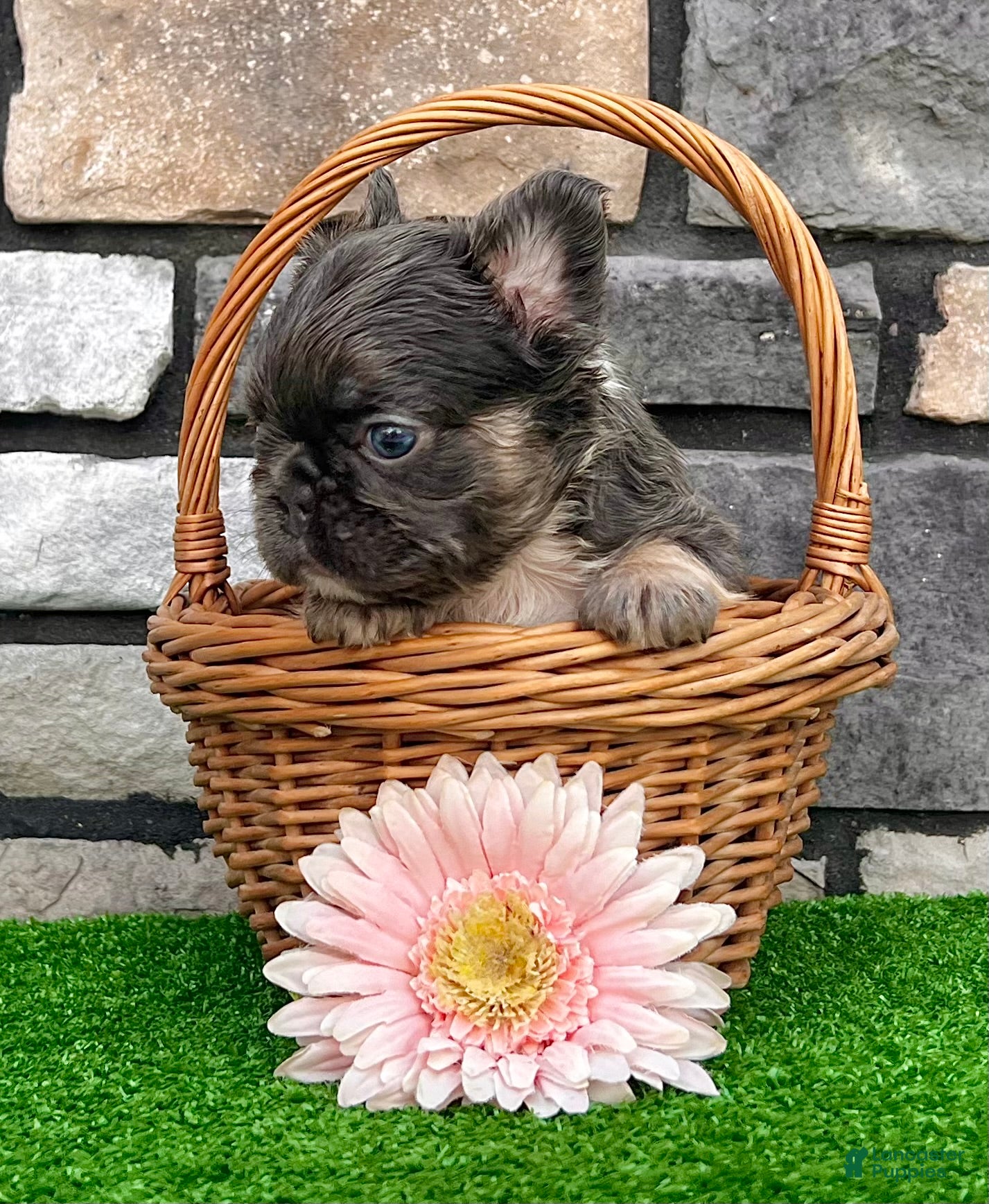 French Bulldog dogs French Bulldog 3 - Ad 1