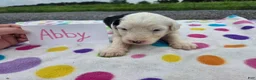 Sheepadoodle dogs for sale: Sheepadoodle 4 - Ad 2
