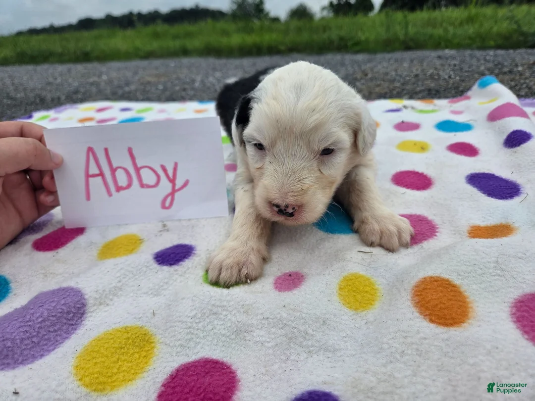 Sheepadoodle dogs for sale: Sheepadoodle 4 - Ad 2