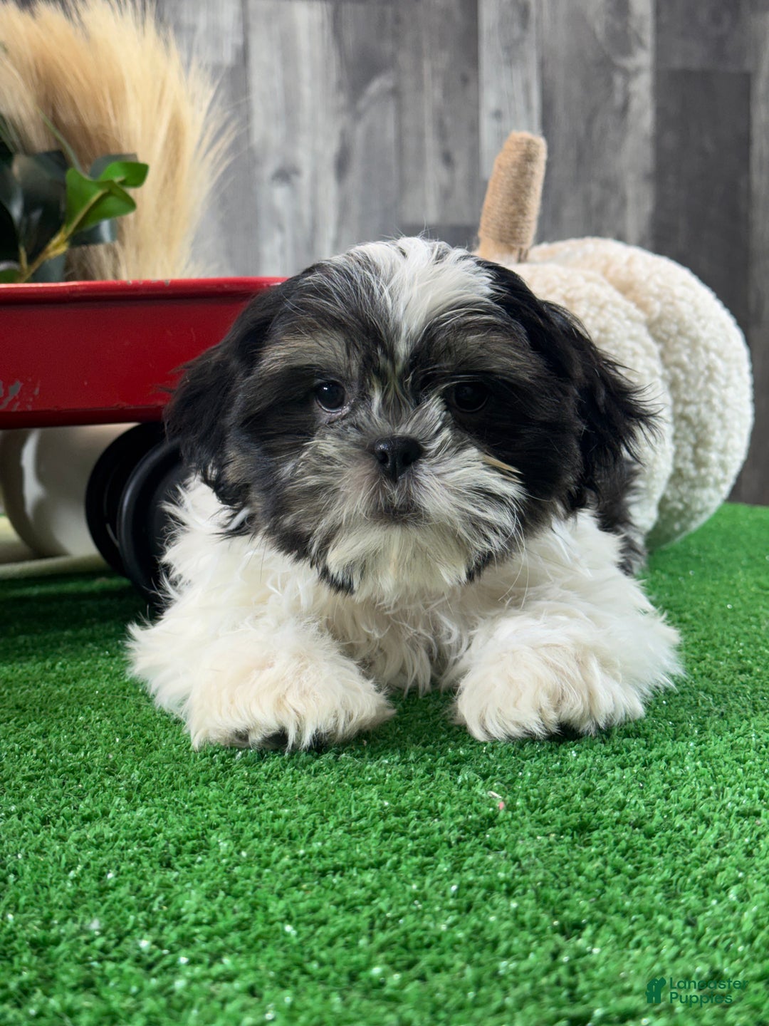 Shih Tzu dogs for sale: Smokey  - Ad 4