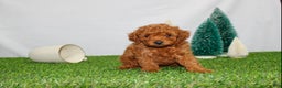 Toy Poodle dogs for sale: AKC Baxter (tiny) - Ad 3