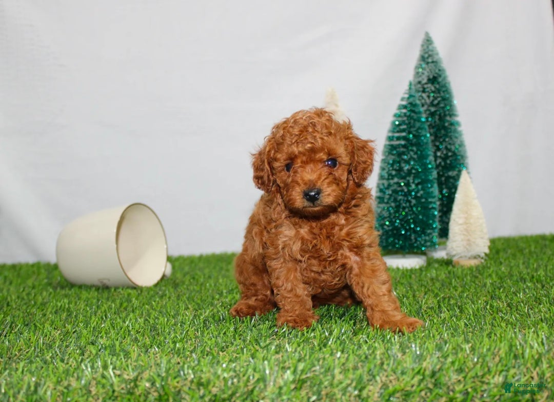 Toy Poodle dogs for sale: AKC Baxter (tiny) - Ad 3