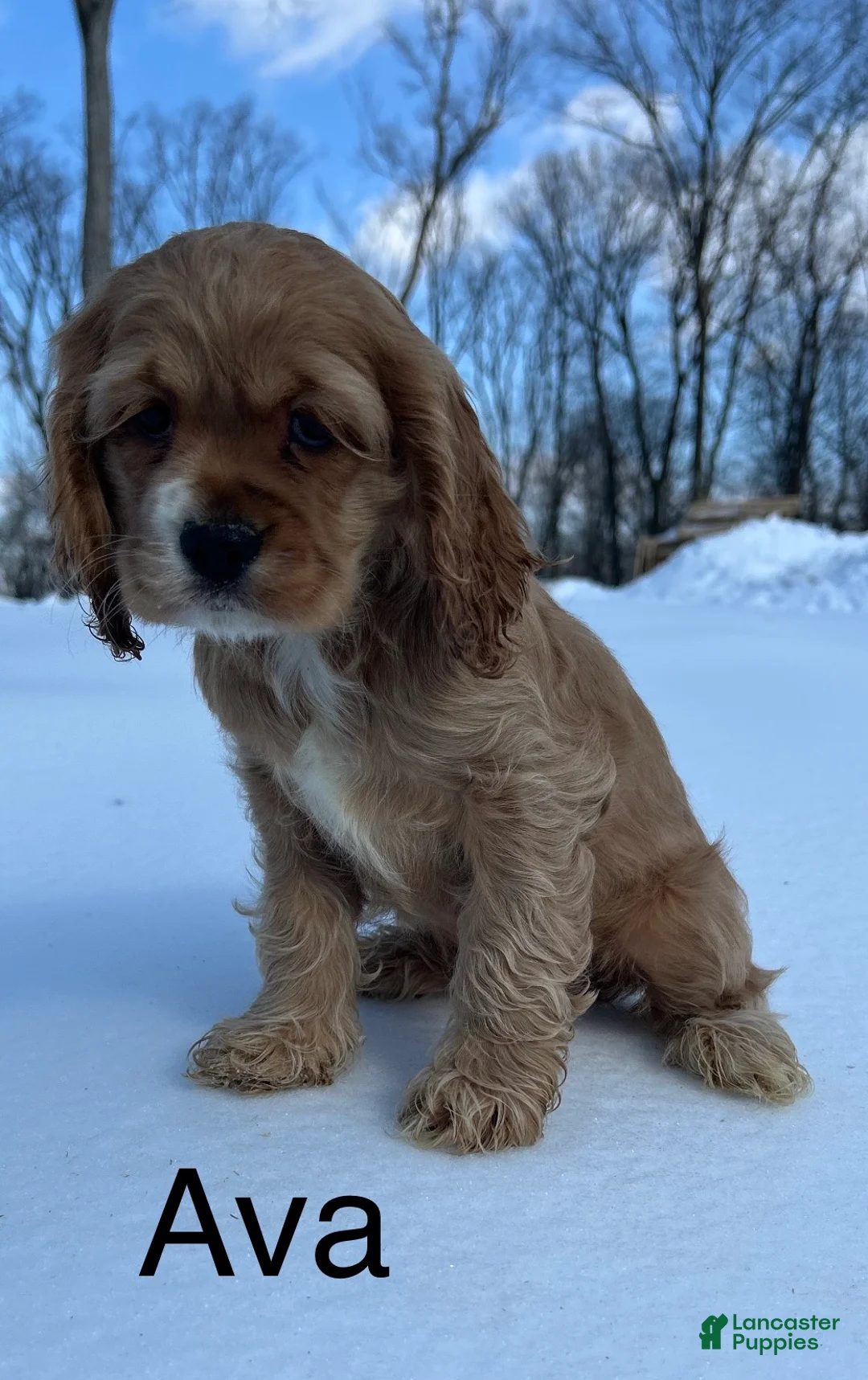 Cocker Spaniel dogs for sale: Cocker Spaniel Puppy 5 - Ad 1