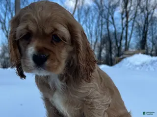 Cocker Spaniel dogs Cocker Spaniel Puppy 5 - Ad 9