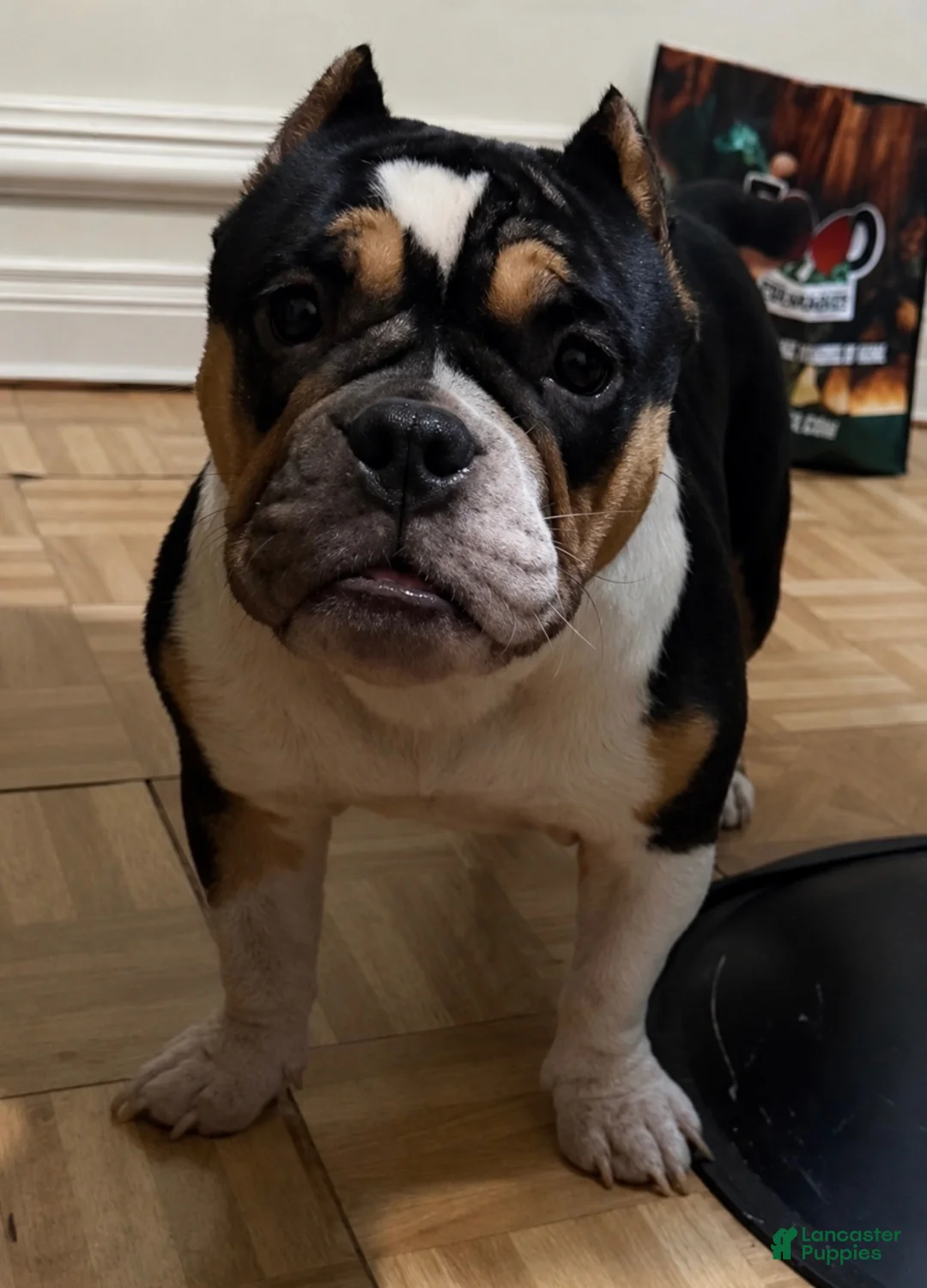 American Bully dogs for sale: American Bully 3 - Ad 2
