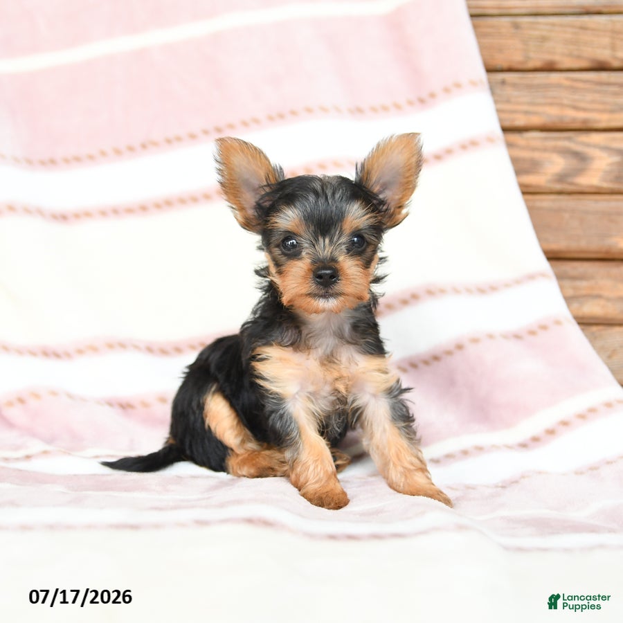 Yorkshire Terrier dogs Quanika - Ad 2