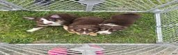 Australian Shepherd dogs for sale: Australian Shepherd Puppy BLUE - Ad 4